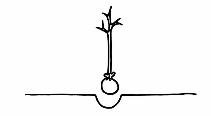 A young tree being planted